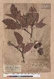 Quercus breviceaudata (Skan) Hayata
