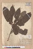 Lithocarpus castanopsisifolius (Hayata) Hayata R