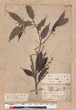 Castanopsis stipitata (Hay.) Kaneh. et Hatsu. L