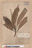 Castanopsis kawakamii Hayata jWL