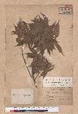 Pasania konishii (Hayata) Schottky 油葉石櫟