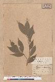 Lithocarpus randaiensis (Hayata) Hayata