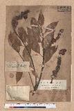 Lithocarpus hombocarpa (Hayata)