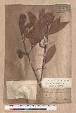 Lithocarpus ternaticupula Hayata