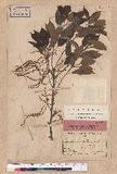 Quercus acuta Thunb. ex Murray R