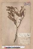 Quercus gilva Blume 