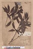 Cyclobalanopsis longinux (Hayata) Schott. 錐果櫟