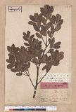 Quercus phillyraeoides A. Gray R