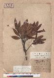 Quercus sessilifolia Blume lR