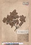 Quercus spinosa A. David ex Fr. 高山櫟