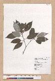 Cyclobalanopsis salicina (Blume) Oerstedt 白背櫟