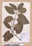 Cinnamomum zeylanicum Nees (׮)