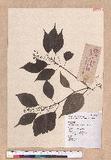 Cinnamomum camphora (L.) Nees & Eberm. 