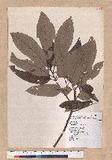 Quercus variabilis Blume 栓皮櫟