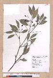 Cinnamomum randaiense Hayata 