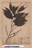 Quercus cuspidata Thunb.