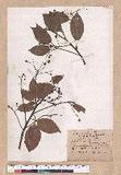 Cinnamomum kanehirai Hayata 