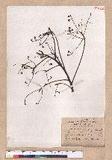 Cinnamomum kanehirai Hayata 