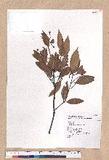 Cinnamomum randaiense Hayata 