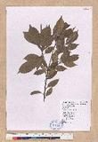 Pasania kodaihoensis (Hayata) Li ZjHR