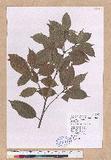 Pasania kodaihoensis (Hayata) Li ZjHR