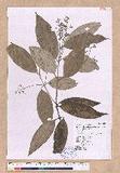 Cinnamomum austrosinense H. T. Chang d׮