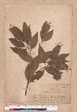 Cinnamomum japonicum Sieb. ex Nees 饻