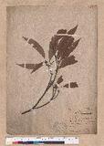 Quercus tomentosicupula Hayata