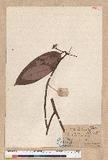 Machilus levenei Merr.