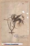 Lithocarpus longicaudata Hayata