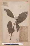 Lithocarpus polystachya Rehder