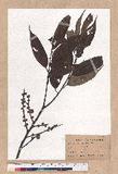 Quercus cuspidata Thunb.