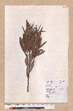 Pasania dodonaeifolia (Hayata) Hayata h_