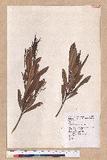 Pasania dodonaeifolia (Hayata) Hayata h_