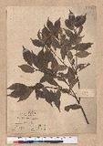 Lithocarpus konishii Hayata