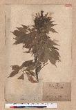 Lithocarpus konishii Hayata