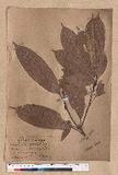 Lithocarpus brevicaudatus (Skan) Hayata 短尾葉石櫟