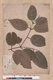 Cinnamomum zeylanicum Nees (׮)
