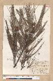 Pinus luchuensis Mayer [yQ