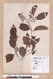 Cryptocarya chinensis (Hance) Hemsl.  p߮