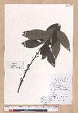 Lindera cubeba (Lour.) Pers.