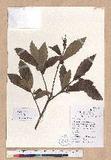 Quercus glandulifera Blume var. brevipetiolata (A. DC.) Nakai u`cR