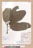 Cyclobalanopsis jenseniana (Hand.-Mazz.) Cheng et Hong 大葉青剛