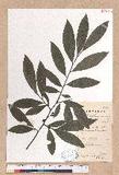Lindera angustifolia W.C. Cheng