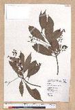 Machilus japonica Siebold et Zucc. 饻()