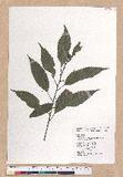 Cyclobalanopsis stenophylla (Makino) Liao var. stenophylloides (Hayata) Liao 狹葉櫟