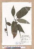 Quercus variabilis Blume R