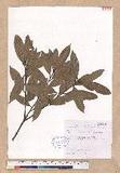 Cyclobalanopsis sessilifolia (Blume) Schottky 毽子櫟