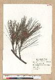 Pinus taiwanensis Hayata OWGQ