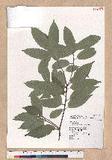 Quercus myrsinaefolia Blume R
